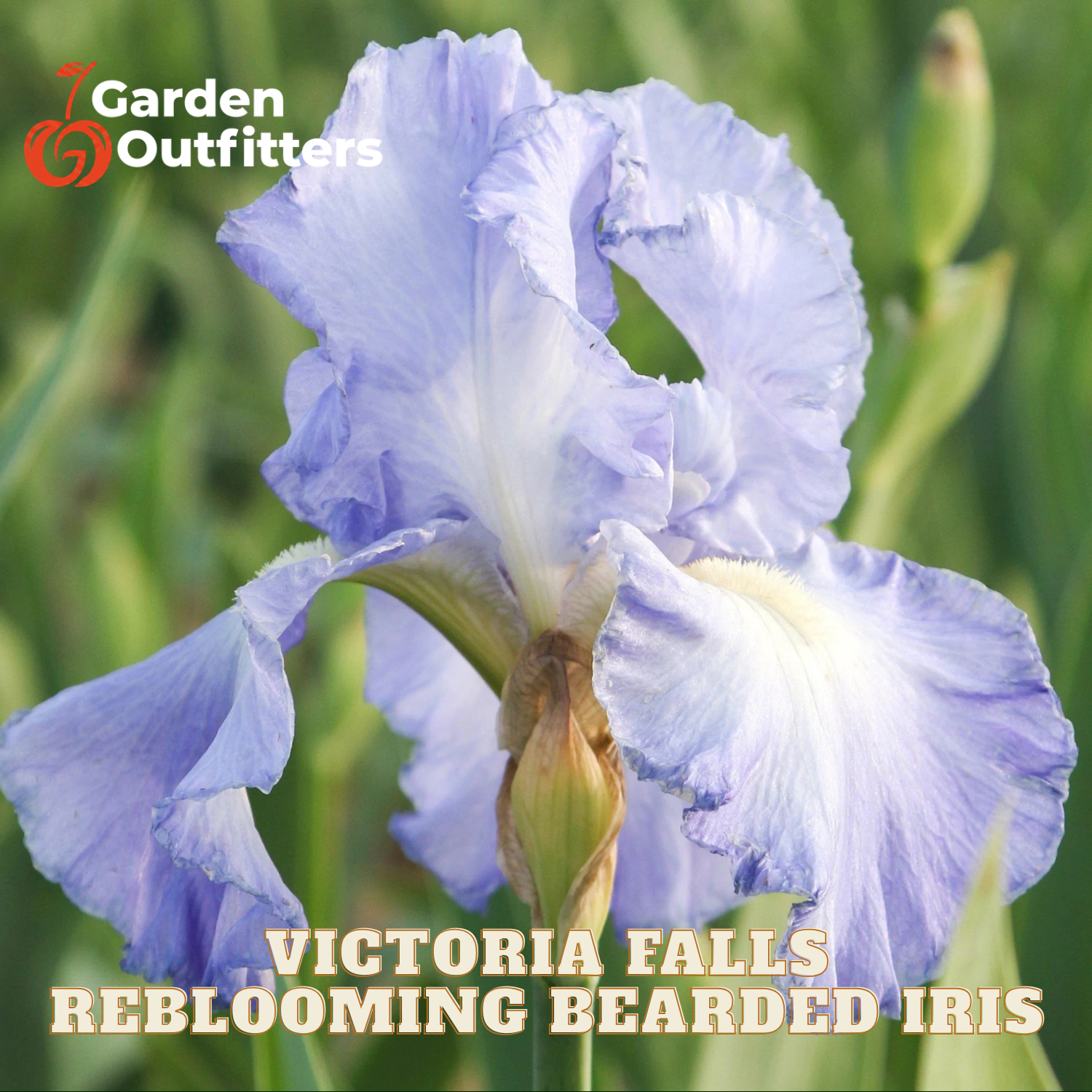 A close-up of a blooming bearded iris flower in soft lavender-blue tones with green foliage blurred in the background. Text at the bottom reads 'VICTORIA FALLS REBLOOMING BEARDED IRIS' and the Garden Outfitters logo appears in the top left.