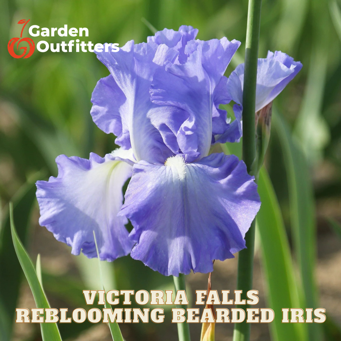 A close-up of a blooming bearded iris flower in vivid purple-blue tones with green leaves and stems in the background. Text at the bottom reads 'VICTORIA FALLS REBLOOMING BEARDED IRIS' and a Garden Outfitters logo appears in the top left.
