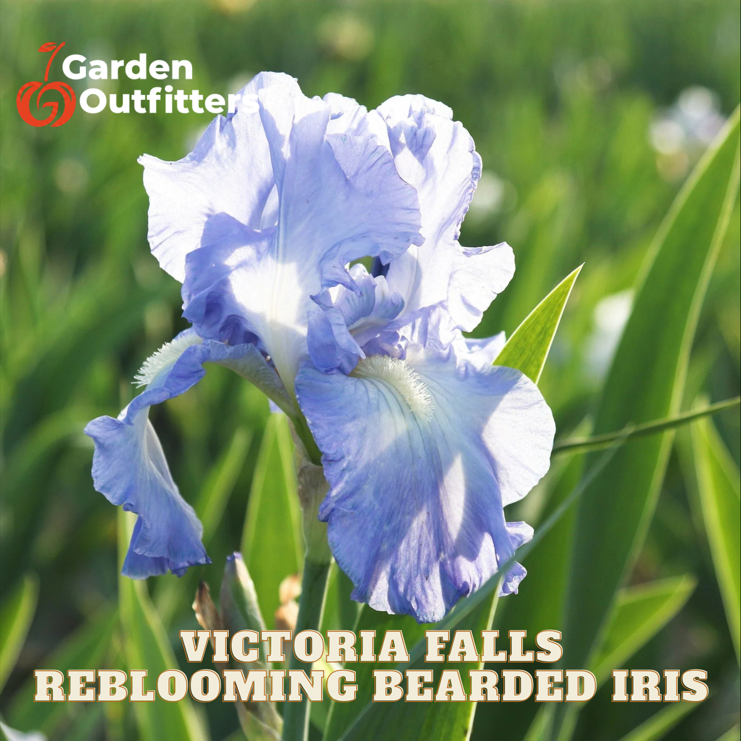 A close-up of a blooming bearded iris flower in soft blue-violet tones against a blurred green garden background, with the text 'Victoria Falls Reblooming Bearded Iris' and a Garden Outfitter logo.