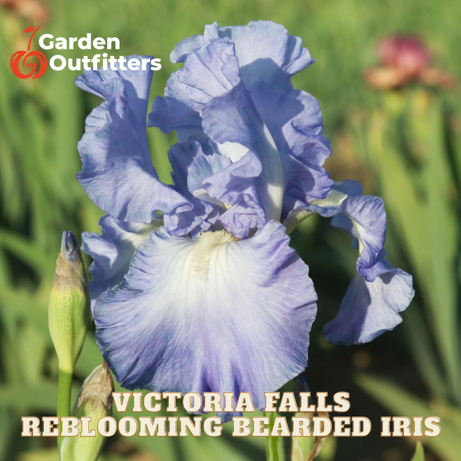 A close-up of a blooming bearded iris flower in soft lavender-blue tones with green foliage in the background. Text at the bottom reads 'VICTORIA FALLS REBLOOMING BEARDED IRIS' and a Garden Outfitters logo appears in the top left.