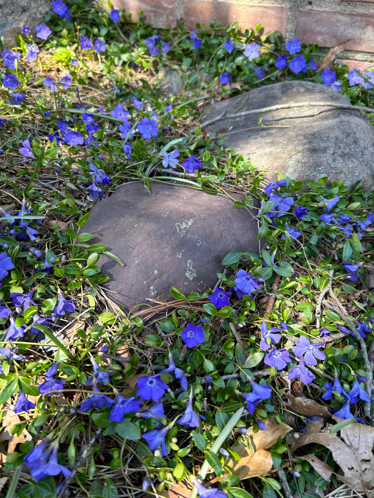 Bowles Dwarf Periwinkle (VINCA MINOR BOWLES) - 1 gallon