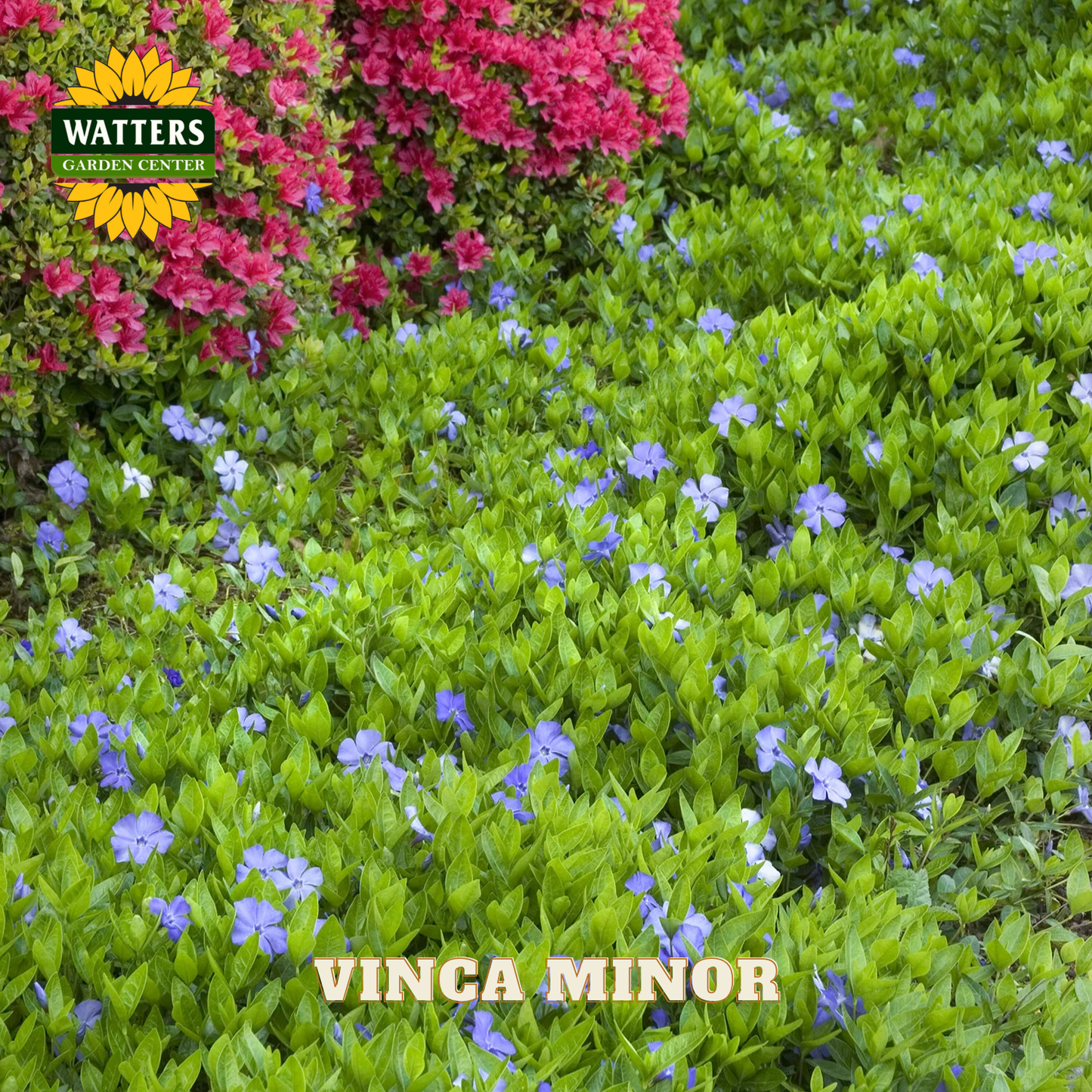 Vinca minor plants with pink and purple flowers, branded with Watters Garden Center.