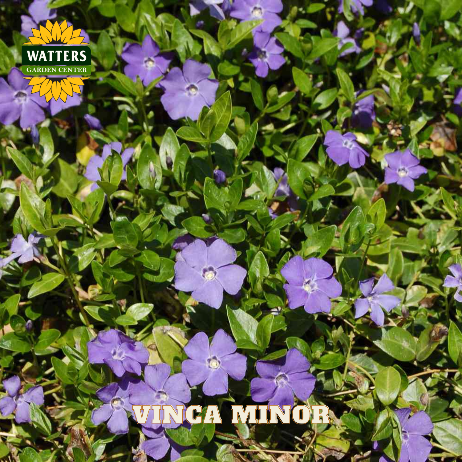 Purple flowers with green leaves and Watters Garden Center branding.