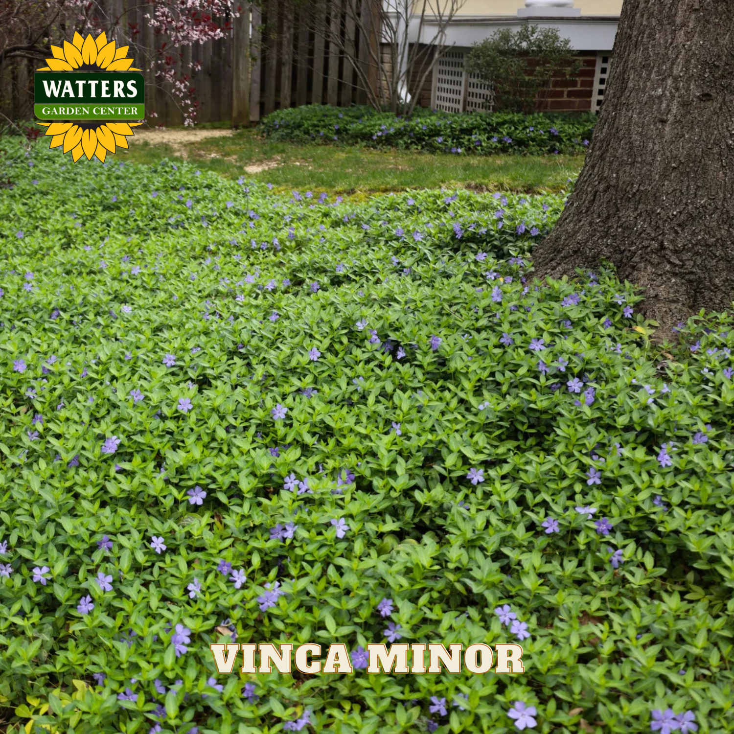 Vinca minor plants with a tree in a garden setting, featuring Watters Garden Center branding.