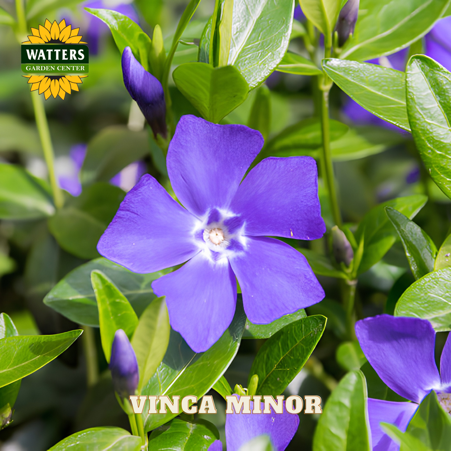 Close-up of a purple Vinca Minor flower with green leaves, branded with Watters Garden Center.