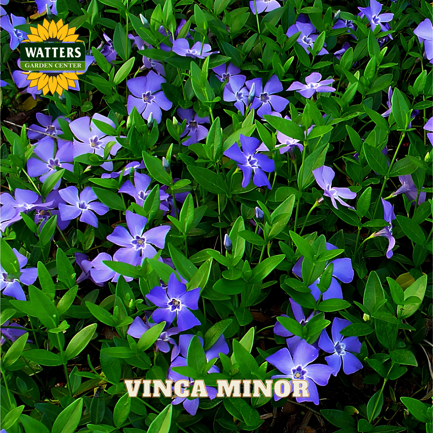 Purple flowers with green leaves and Watters Garden Center branding.