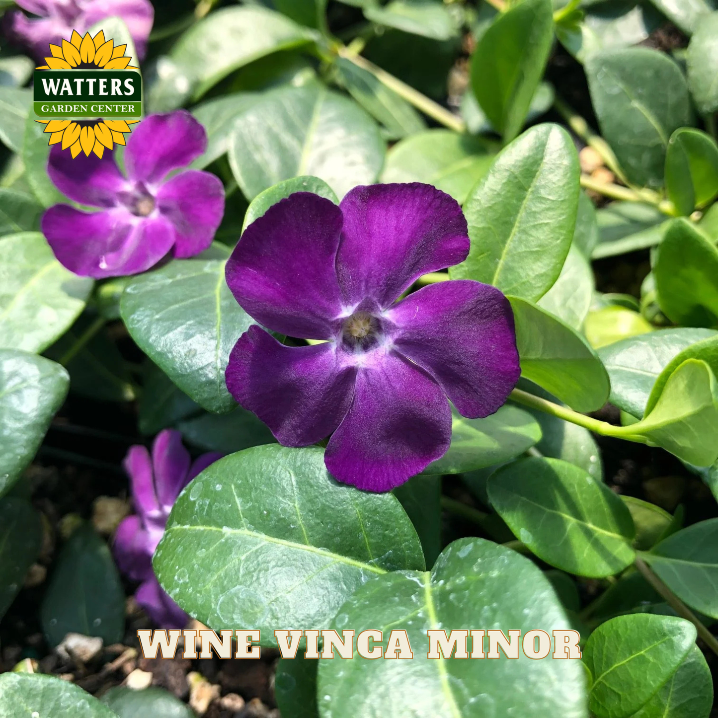 Purple Vinca Minor flowers with green leaves and Watters Garden Center logo.