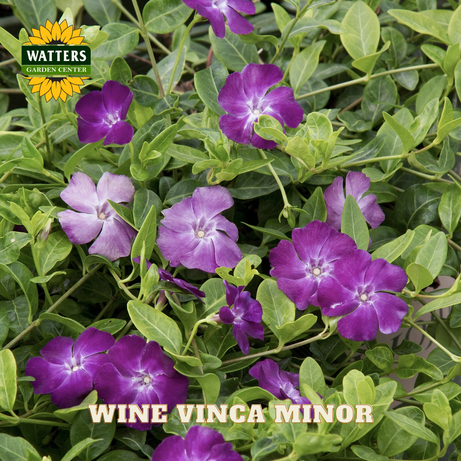 Purple flowers with green leaves and Watters Garden Center logo.