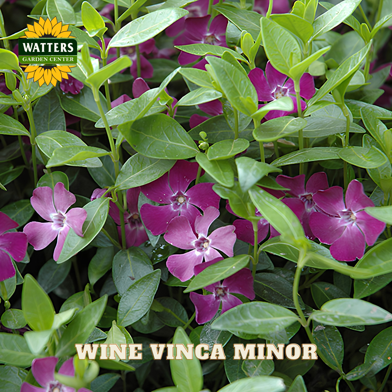 Wine Vinca Minor flowers with green leaves and Watters Garden Center branding.