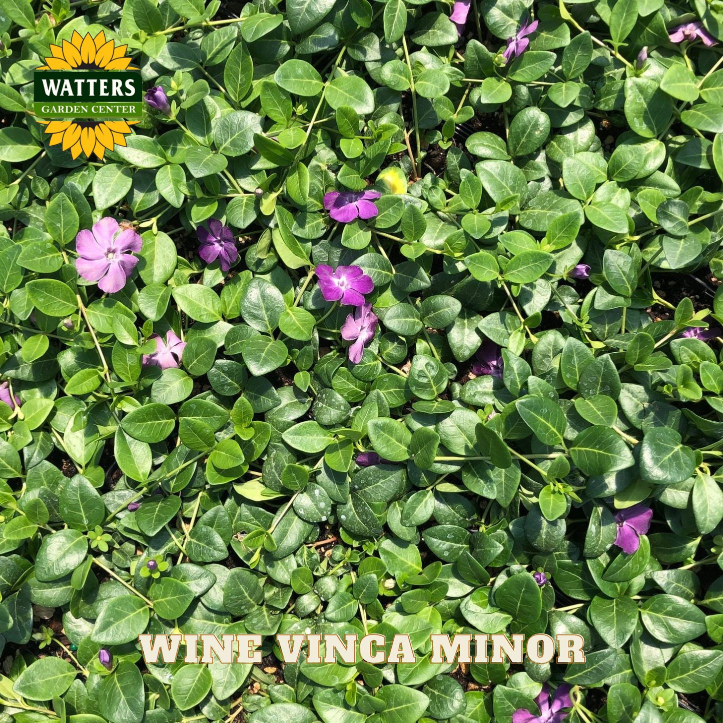 Wine Vinca Minor plants with green leaves and purple flowers, branded with Watters Garden Center.