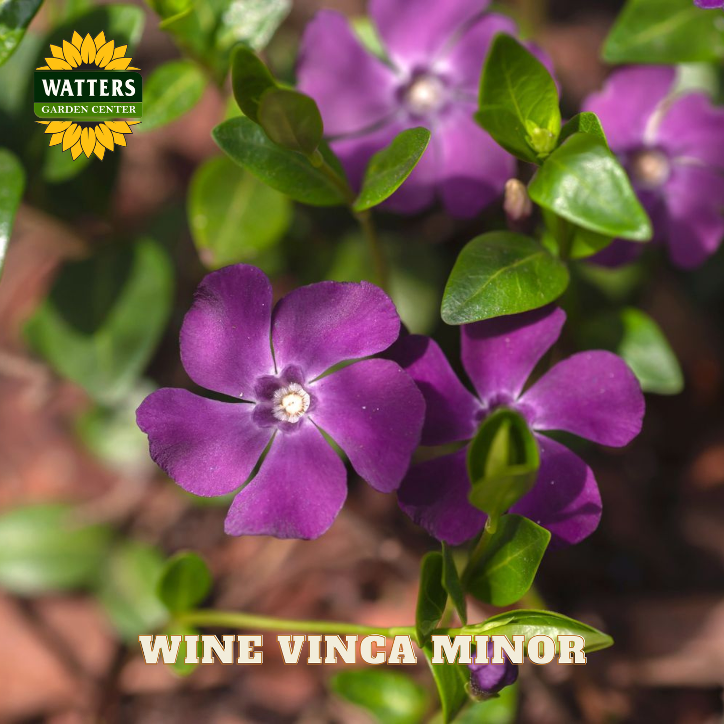 Purple flowers with green leaves and Watters Garden Center logo.