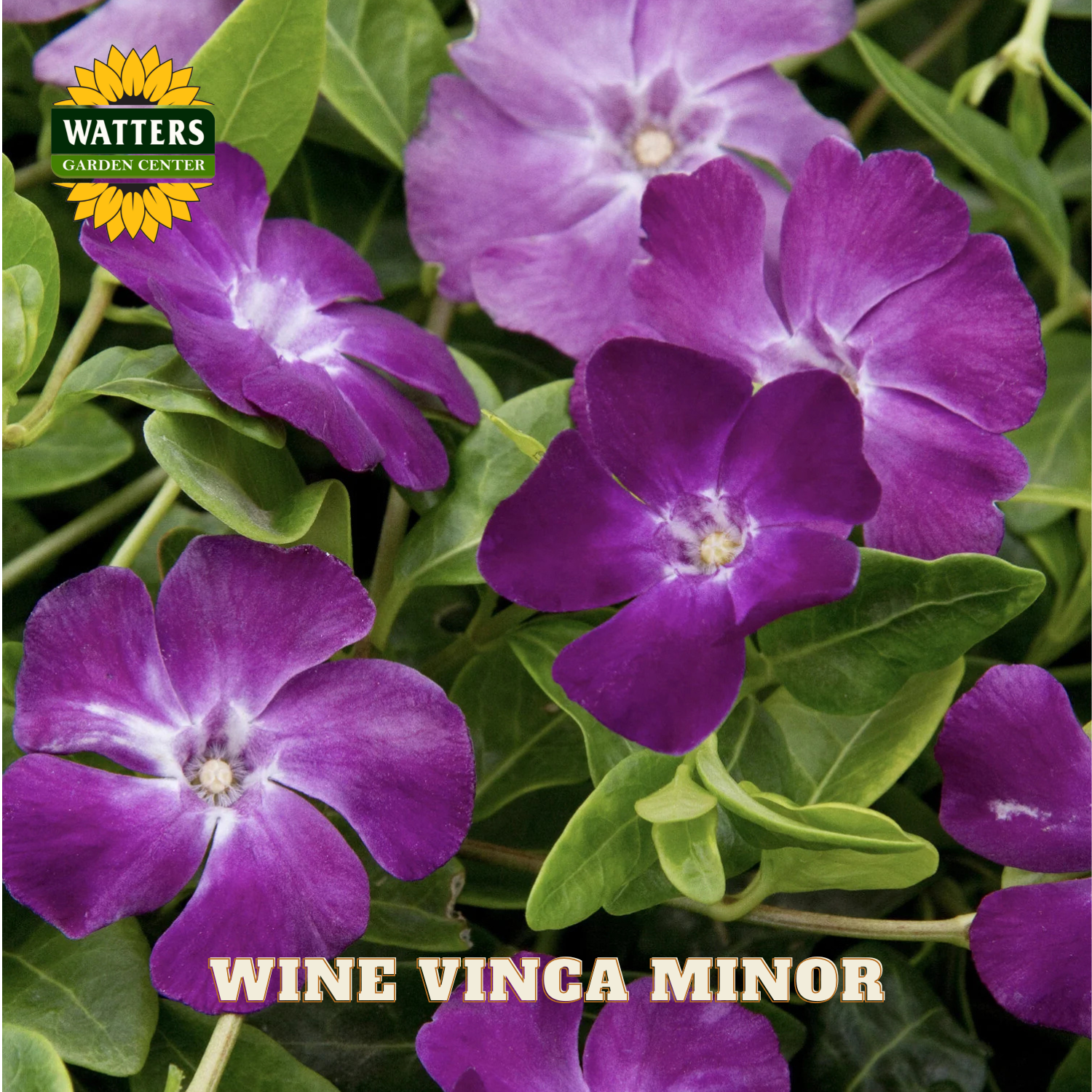Purple Vinca Minor flowers with green leaves and Watters Garden Center branding.