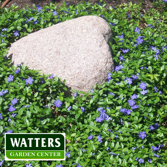 Vinca Major Assorted 4in