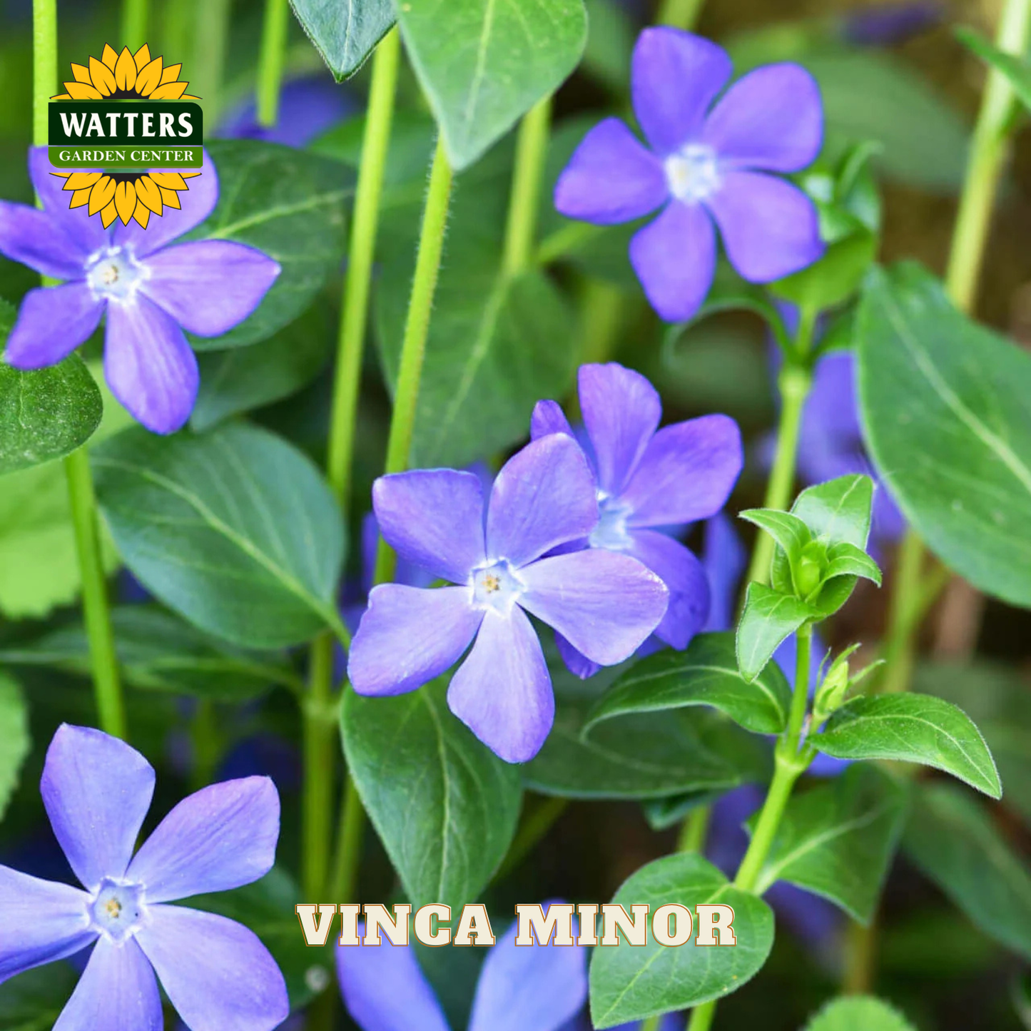 Purple flowers with green leaves and Watters Garden Center logo.