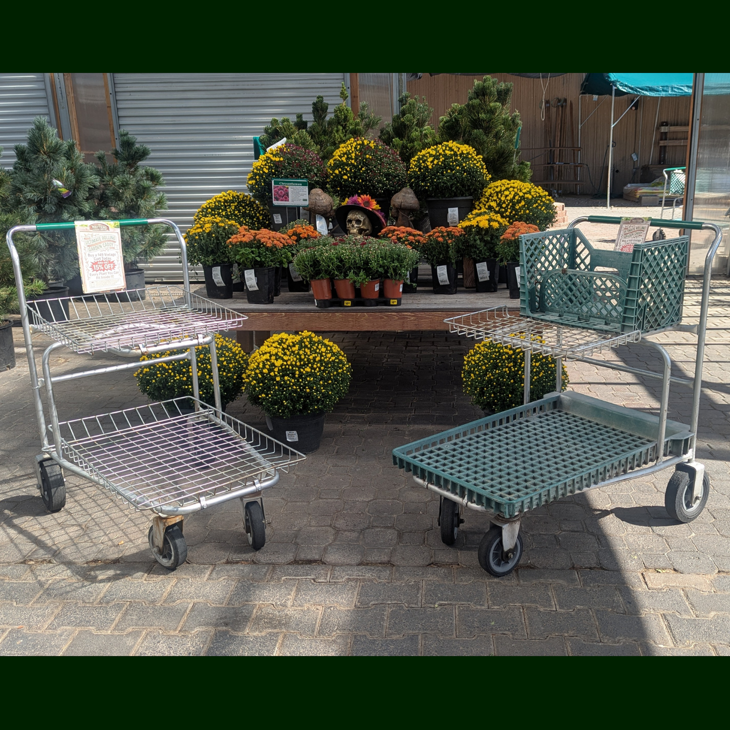 Two metal and plastic plant display carts on a paved outdoor lot, with potted mums and evergreen shrubs displayed behind them.