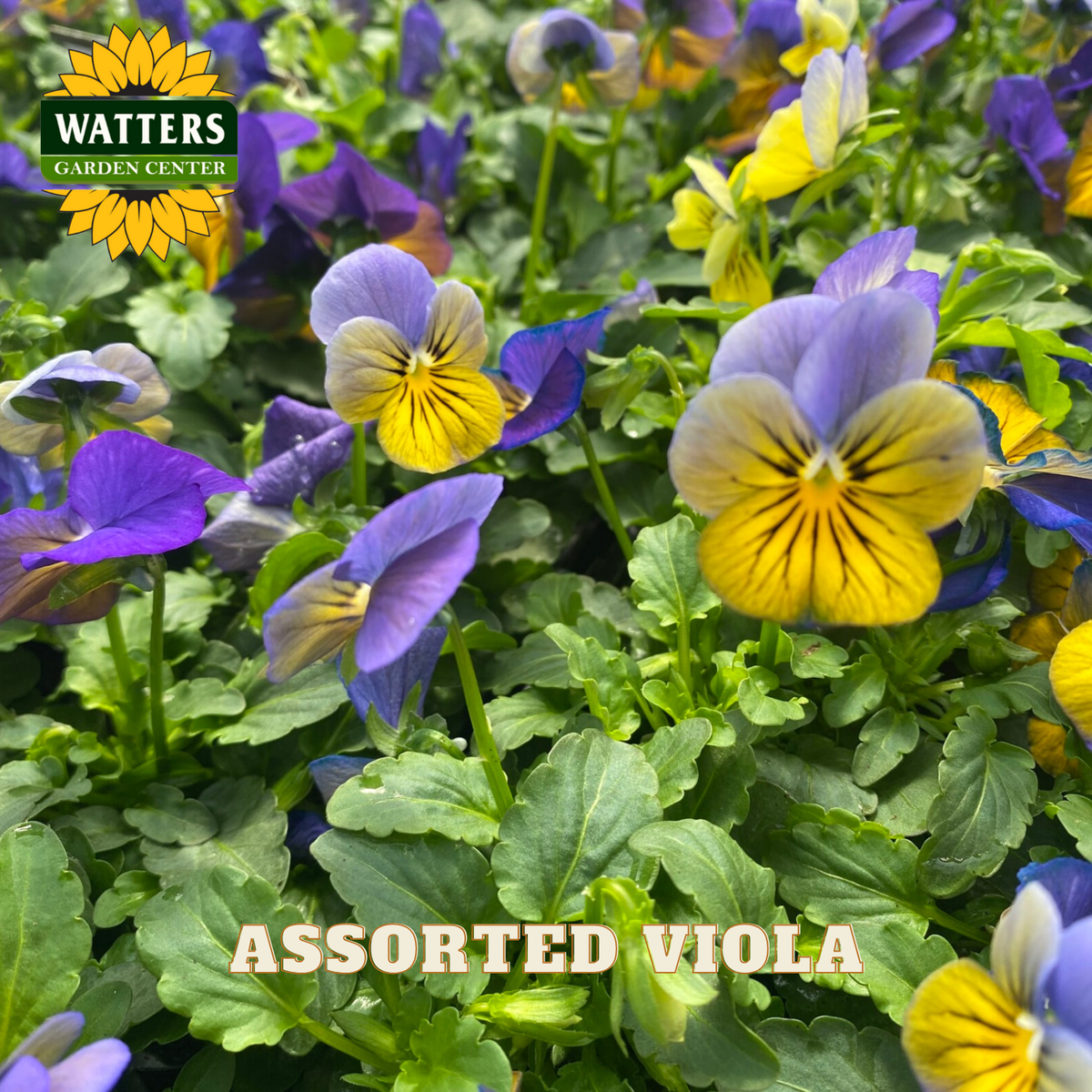 Assorted viola flowers with Watters Garden Center logo