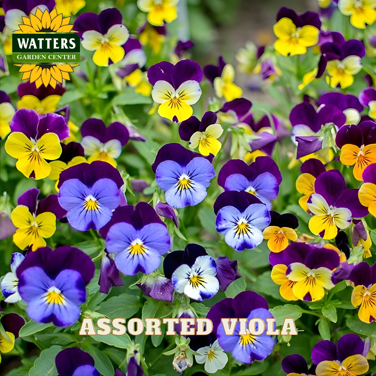 Assorted viola flowers with Watters Garden Center branding.