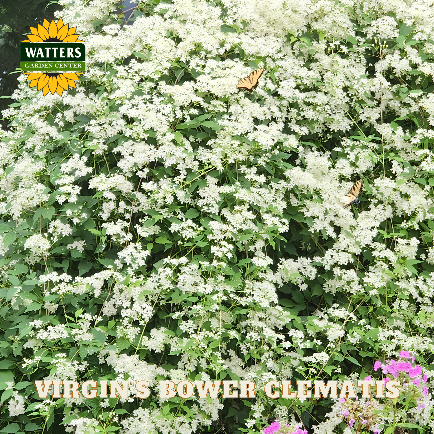 White flowers with a butterfly and 'Watters Garden Center' branding.