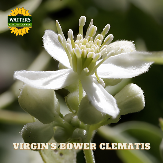 Close-up of a white flower with 'Watters Garden Center' logo and 'Virgin's Bower Clematis' text.
