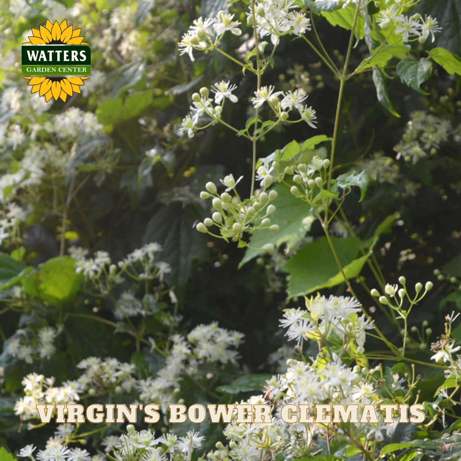 White flowers with green leaves and Watters Garden Center logo.