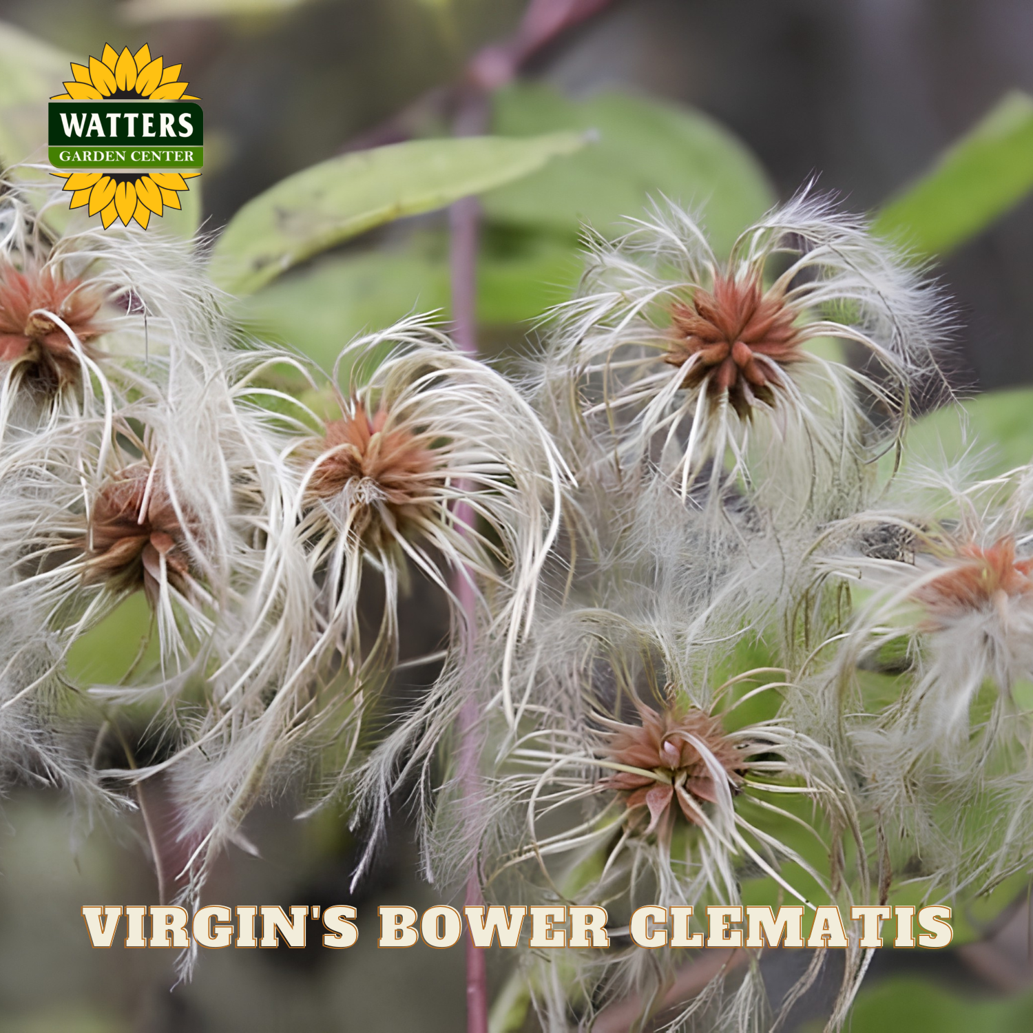 Virgin's Bower Clematis flowers with Watters Garden Center logo