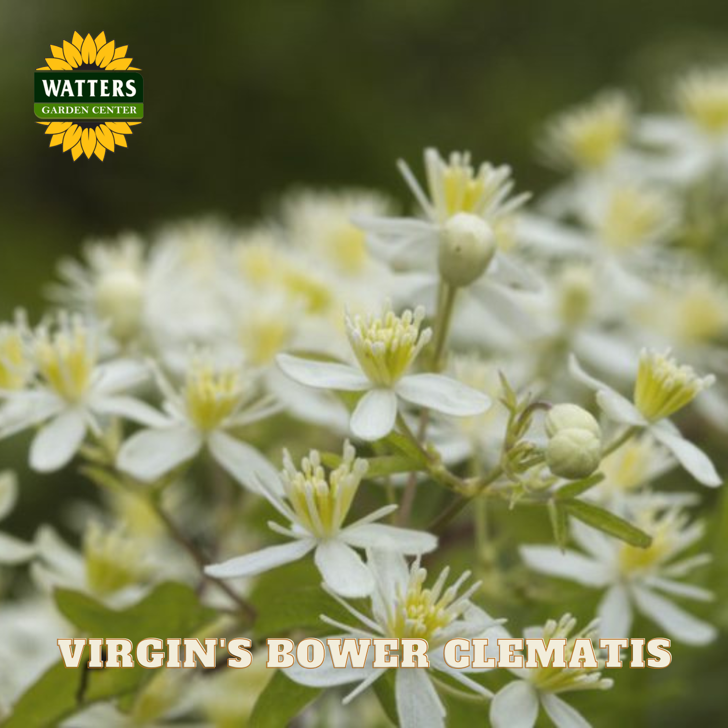 Close-up of Virgin's Bower Clematis flowers with Watters Garden Center logo.
