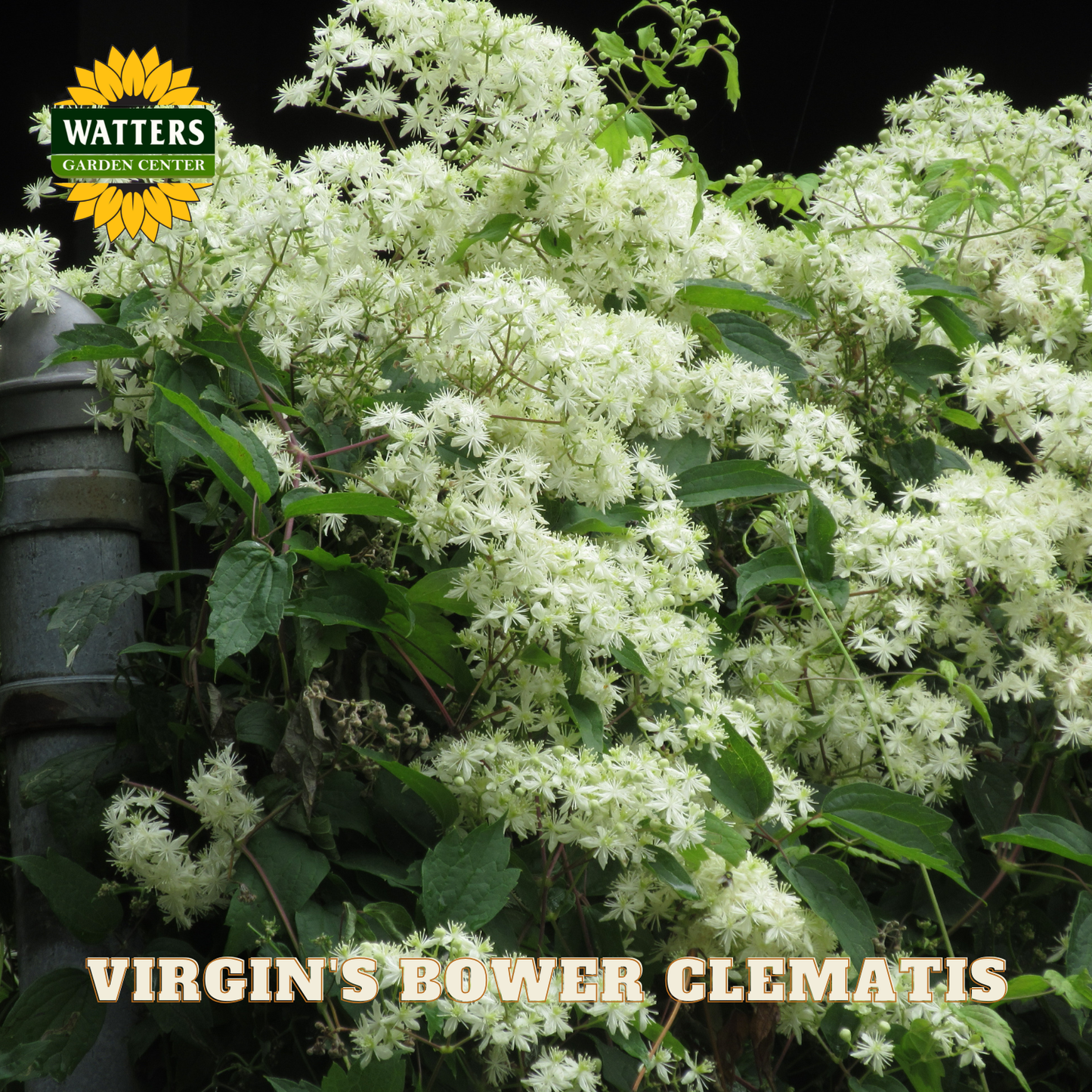 White flowers of Virgin's Bower Clematis with Watters Garden Center logo.