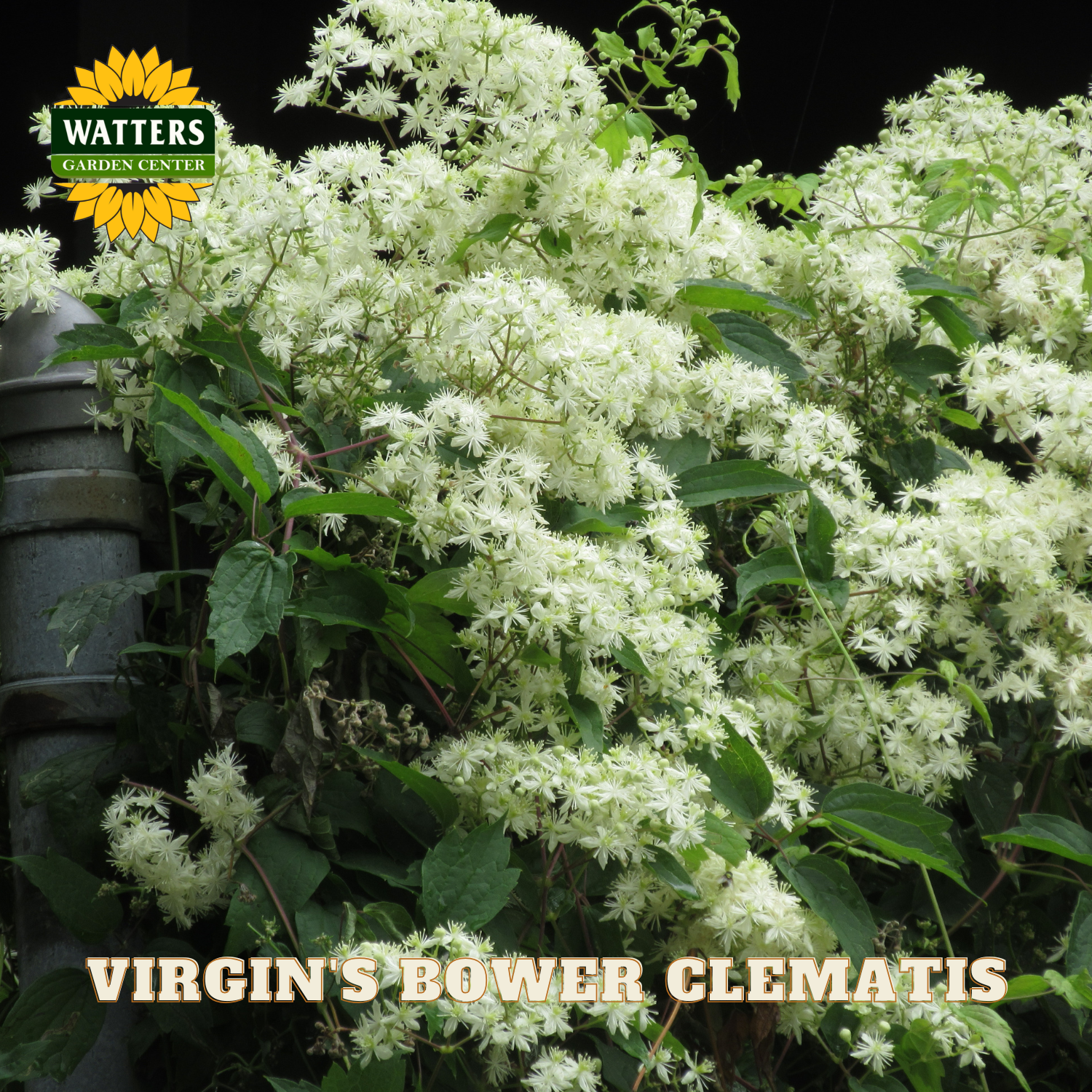 White flowers of Virgin's Bower Clematis with Watters Garden Center logo.