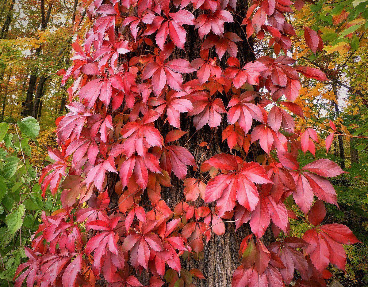VIRGINIA CREEPER VINE 2gal