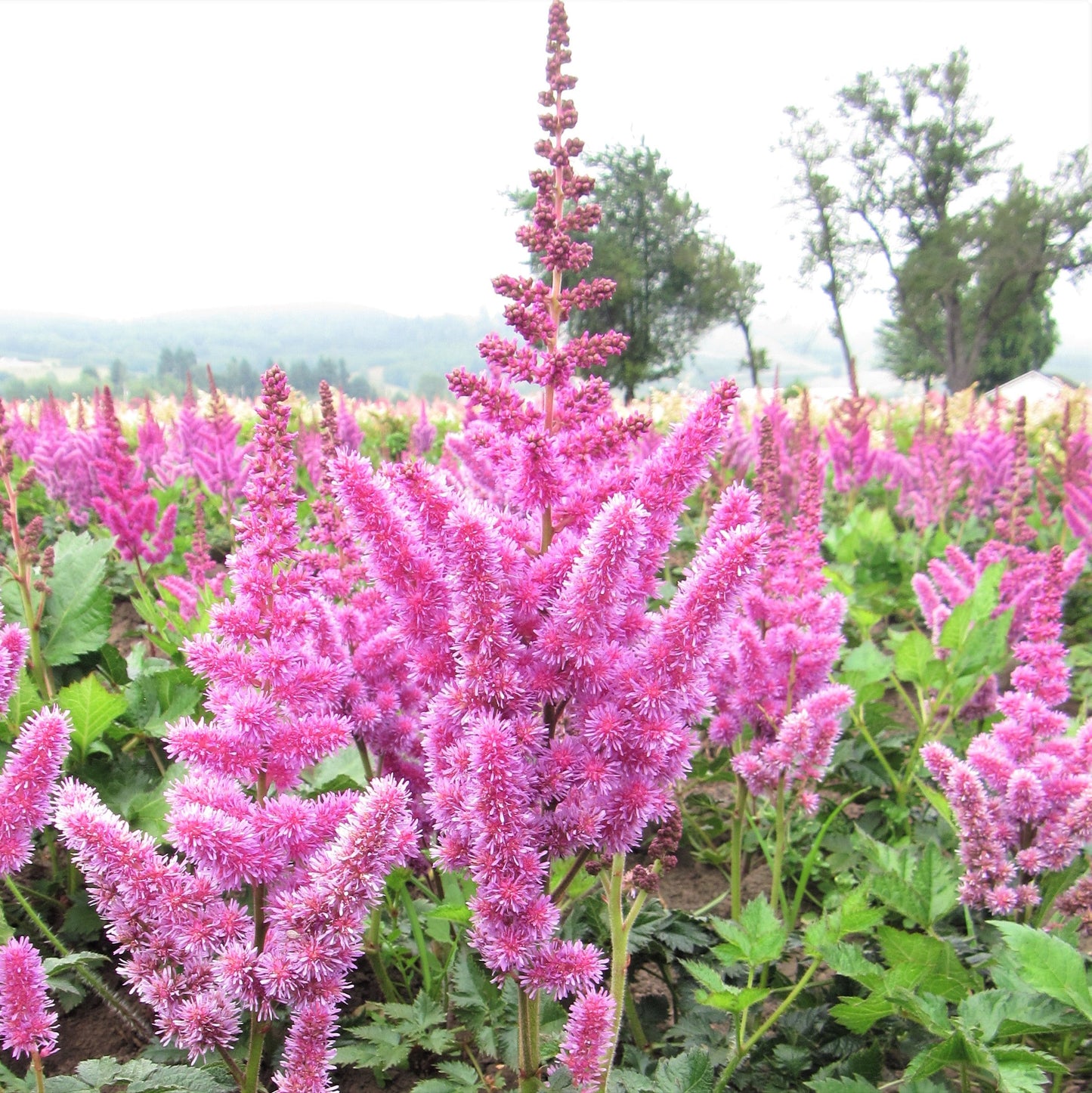 Astilbe - Luminous Shade Collection