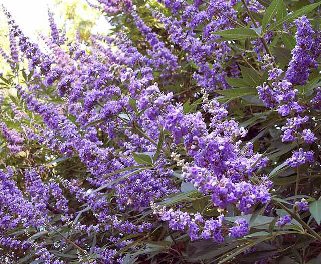 HONEY BEE CHASTE TREE 5gal