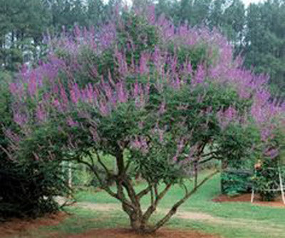 HONEY BEE CHASTE TREE 5gal
