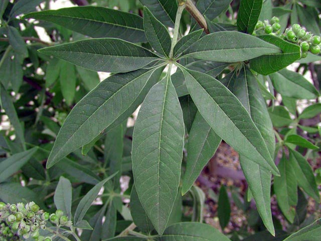 HONEY BEE CHASTE TREE 5gal