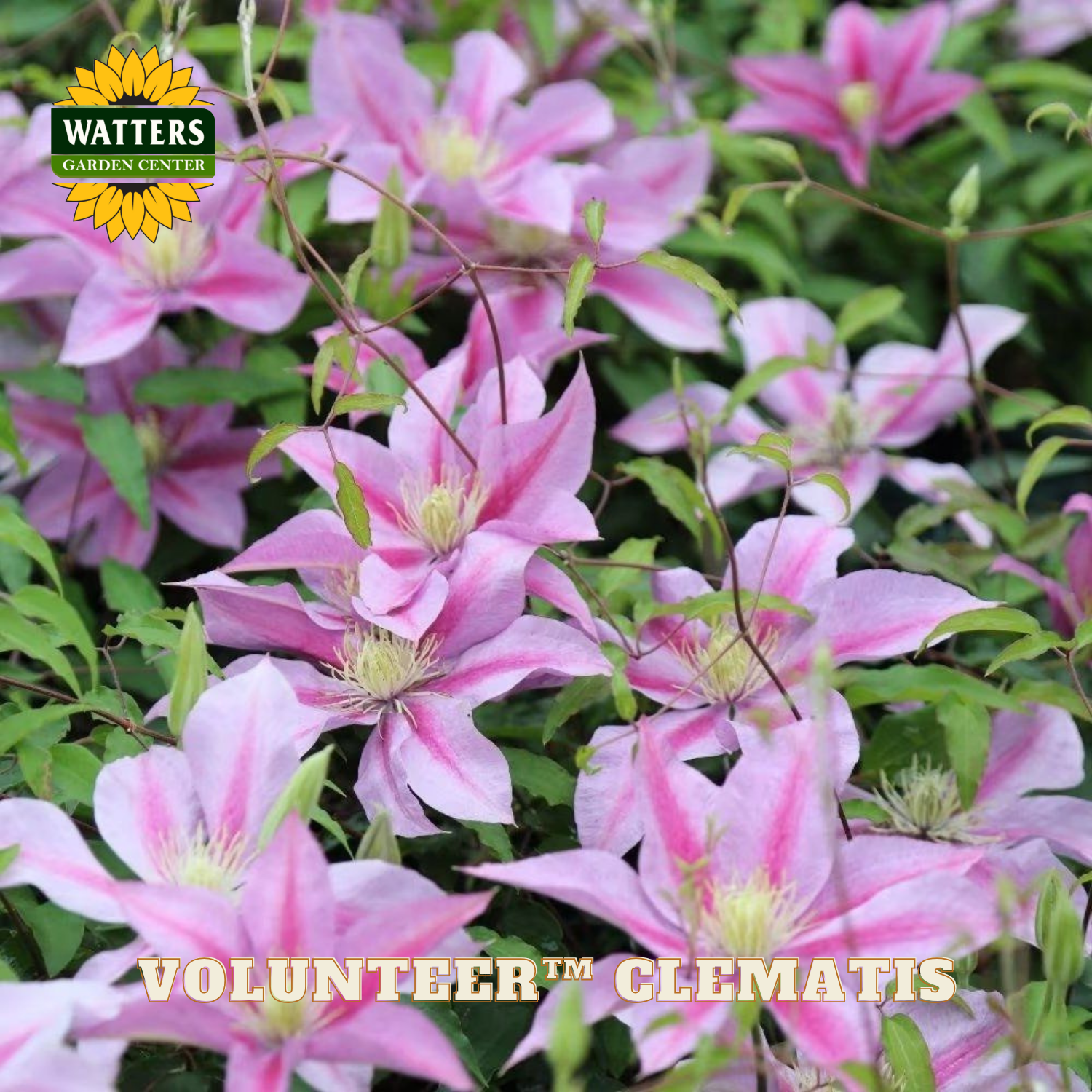 Pink clematis flowers with Watters Garden Center logo and 'Volunteer Clematis' text.