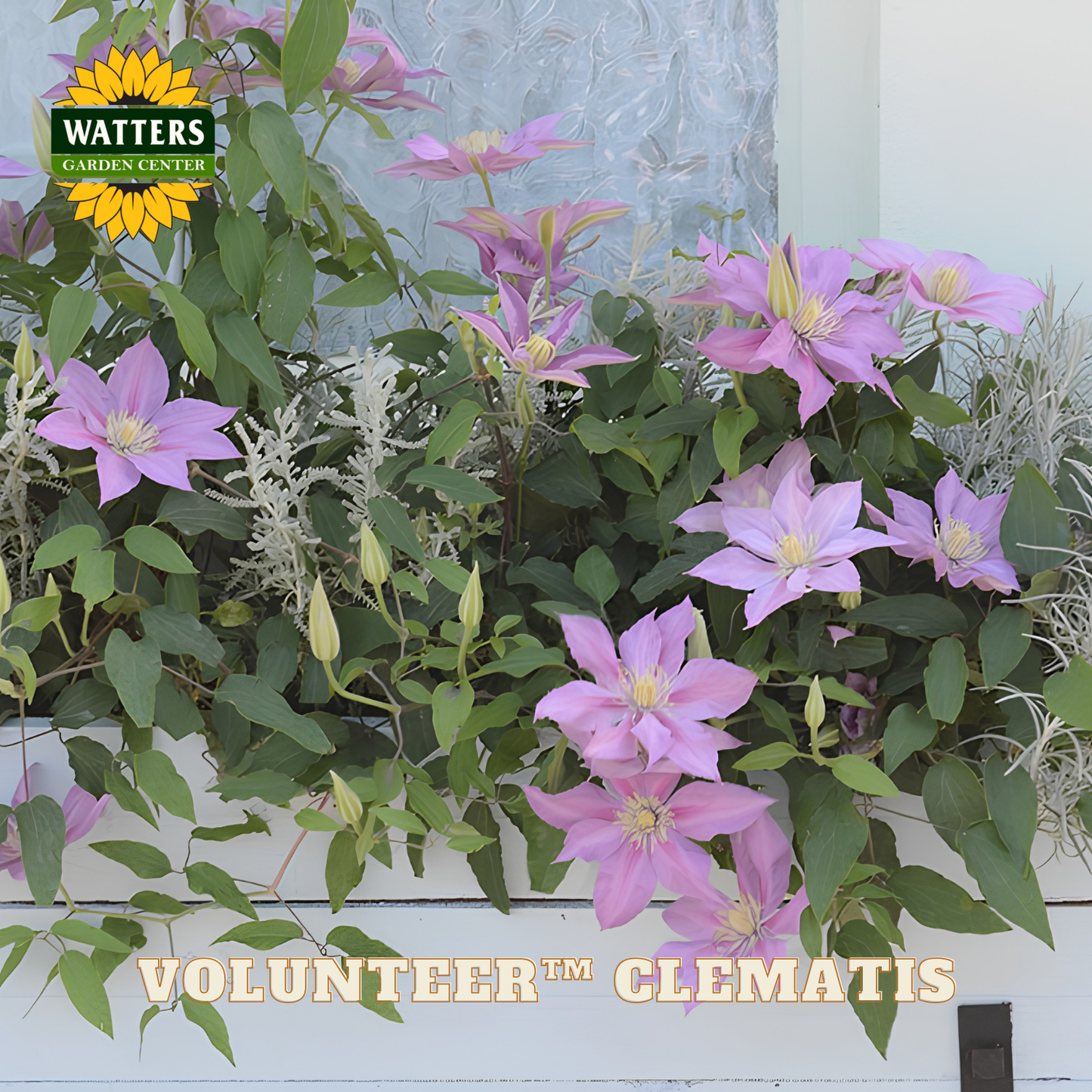 Pink clematis flowers with green leaves against a light background, featuring Watters Garden Center branding.