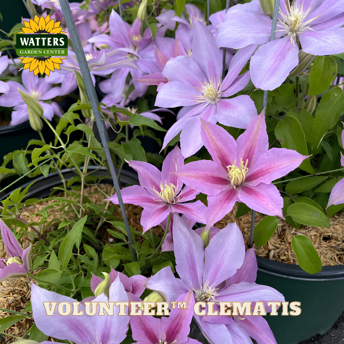Pink clematis flowers in pots with 'Watters Garden Center' logo.
