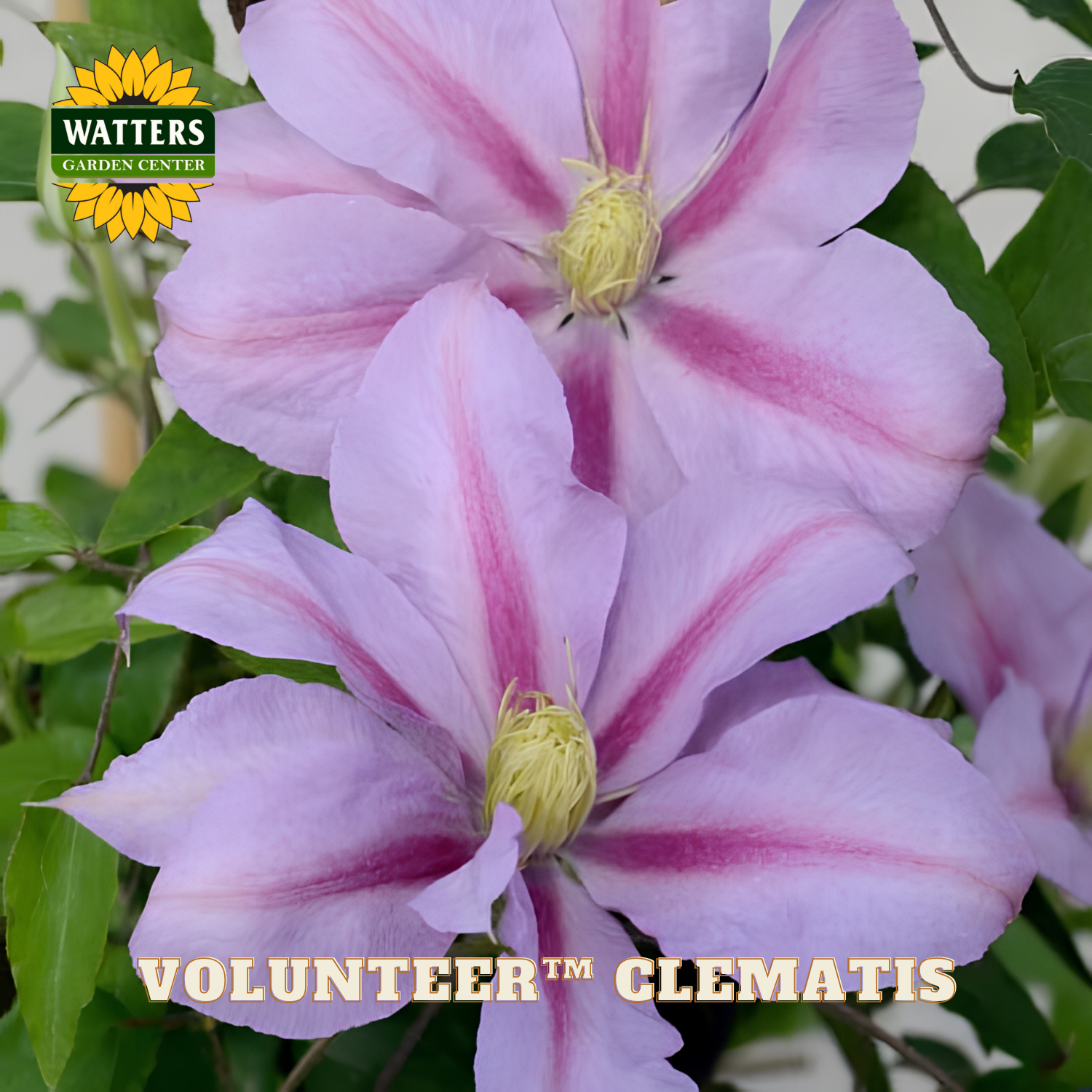 Pink and white striped clematis flowers with green leaves, Watters Garden Center logo visible.