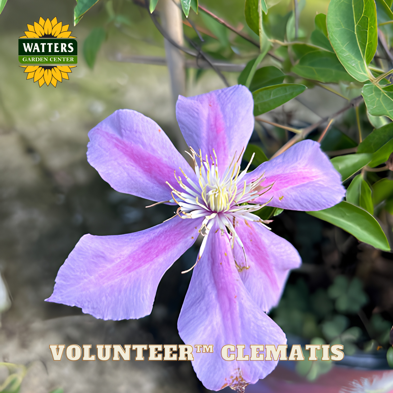 Purple clematis flower with green leaves and Watters Garden Center logo.