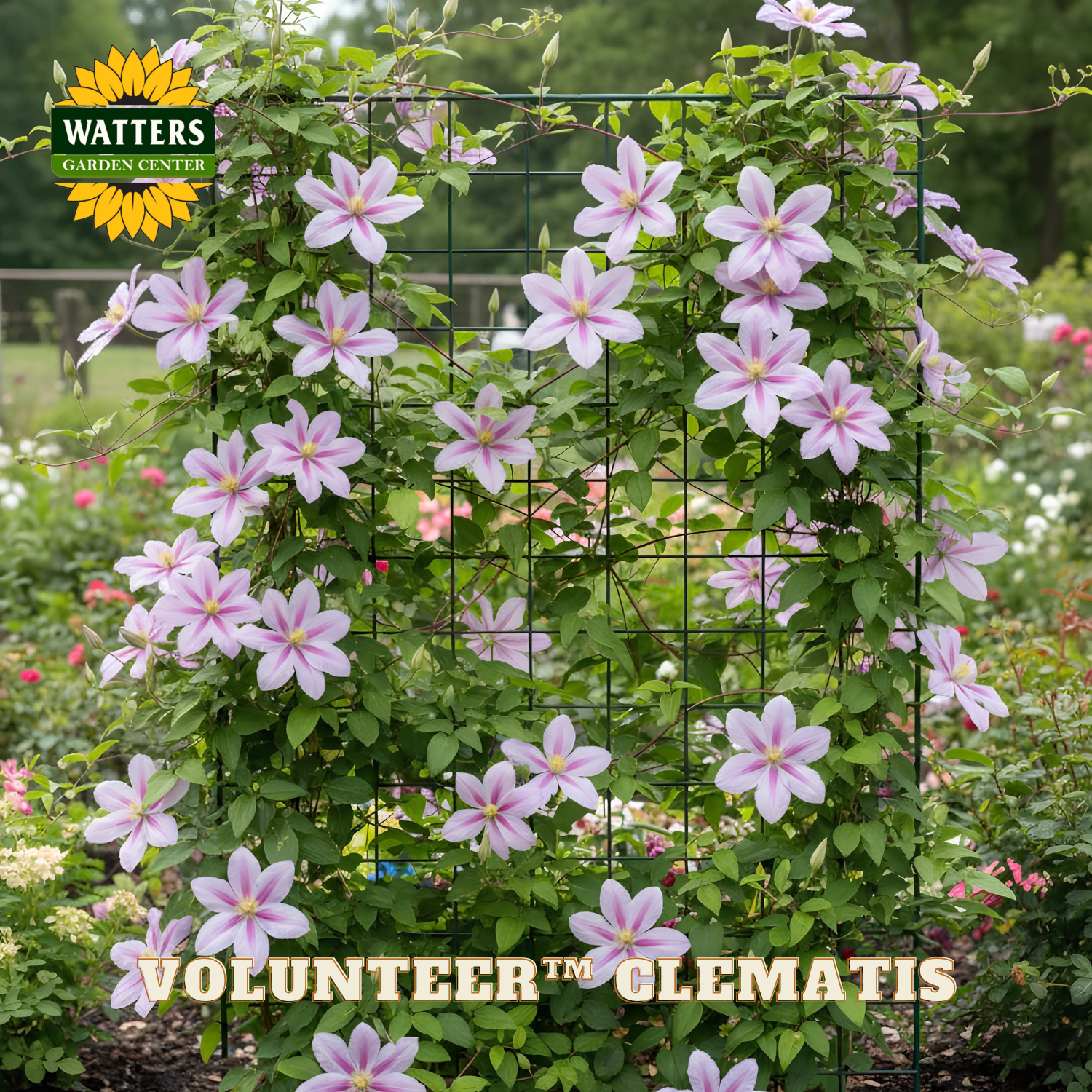 Pink clematis flowers on a trellis with Watters Garden Center branding.