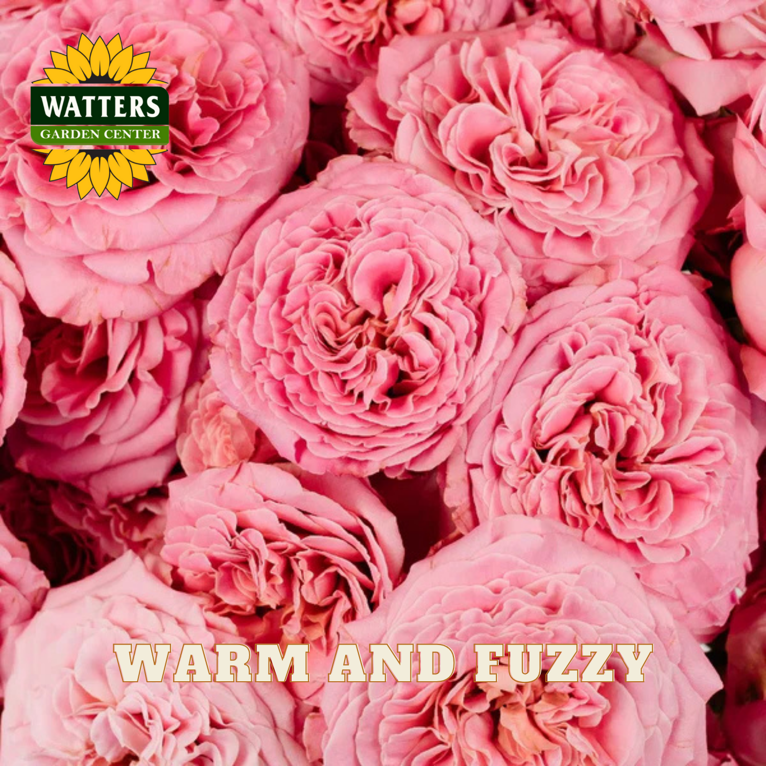 Close-up of pink flowers with Watters Garden Center logo and 'Warm and Fuzzy' text.