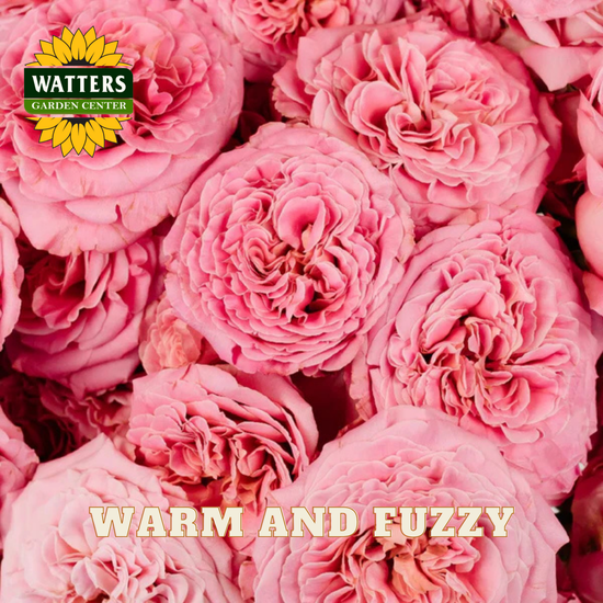 Close-up of pink flowers with Watters Garden Center logo and 'Warm and Fuzzy' text.