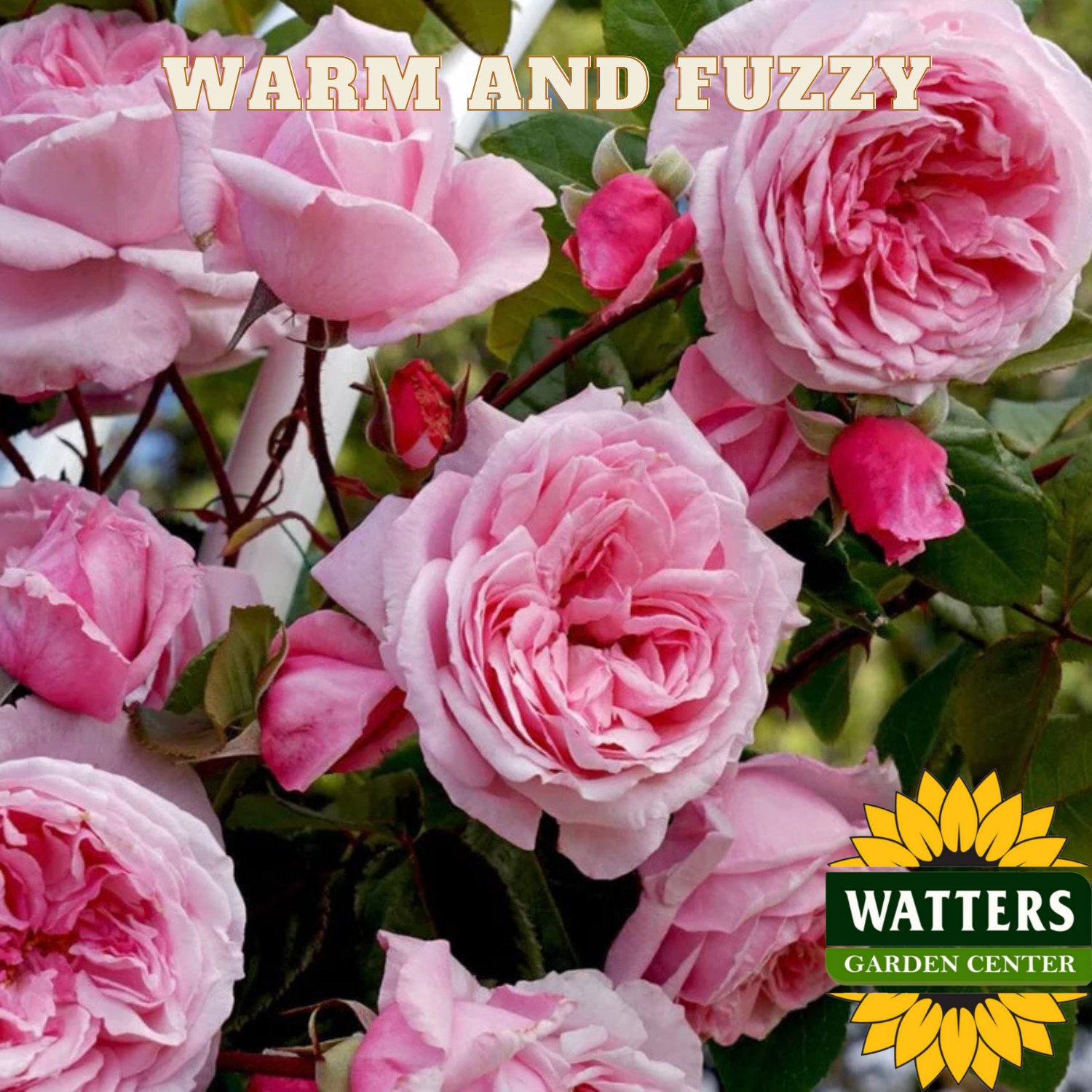 Pink roses with 'Watters Garden Center' logo in the corner