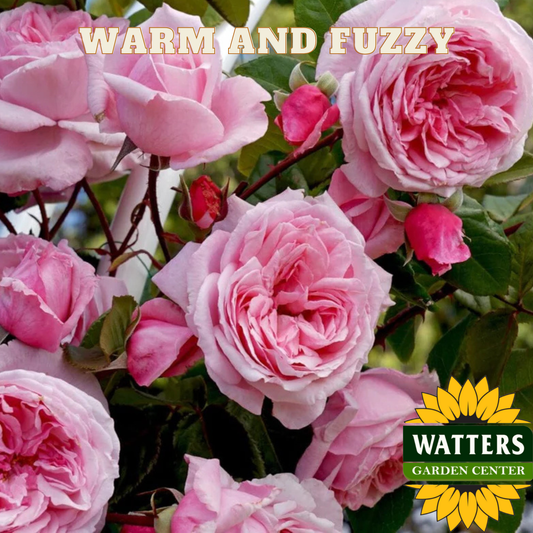 Pink roses with 'Watters Garden Center' logo in the corner