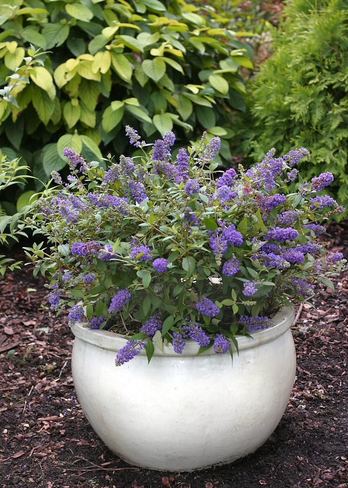 LO & BEHOLD BUTTERFLY BUSH BLUE CHIP 2gal