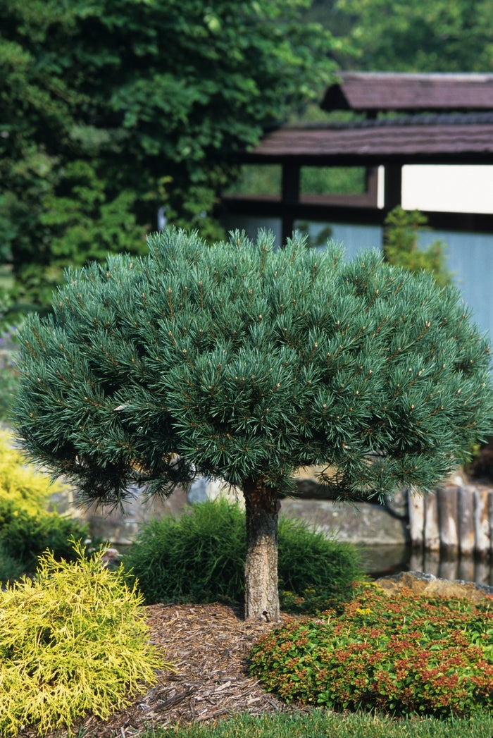 SCOTCH DWARF PINE 5gal
