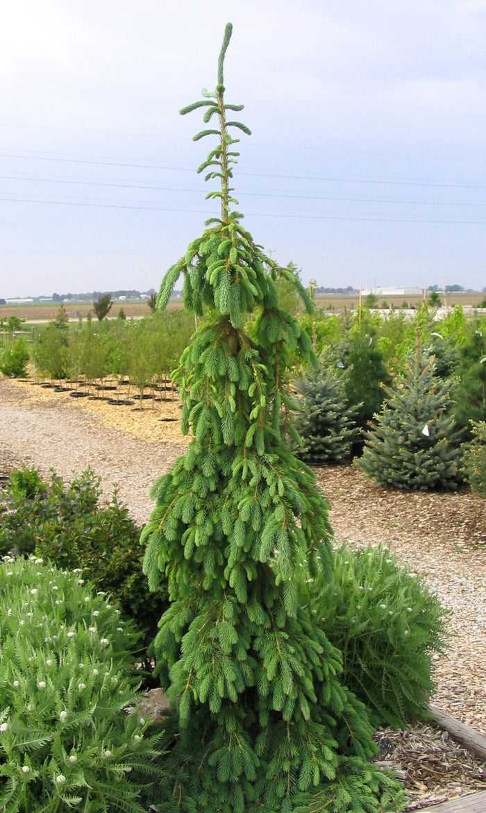 WEEPING WHITE SPRUCE 5gal