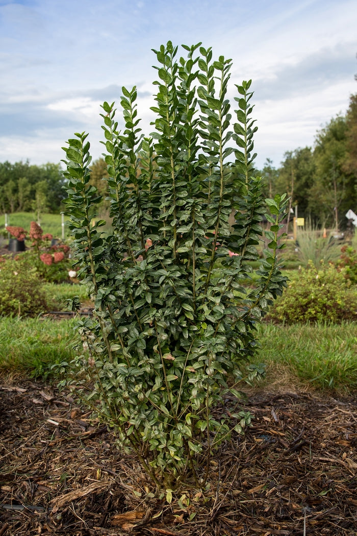 STRAIGHT TALK PRIVET 3gal