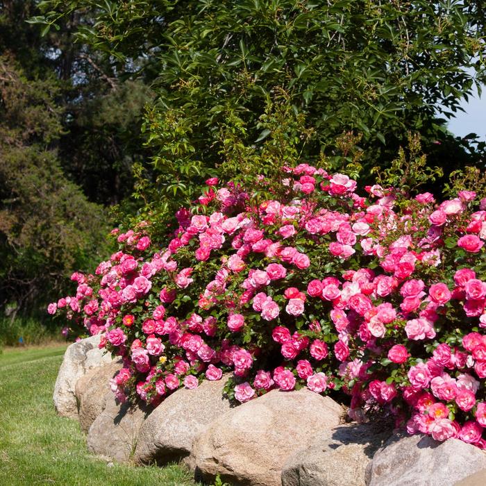 SUNRISE SUNSET EASY ELEGANCE ROSE 2gal