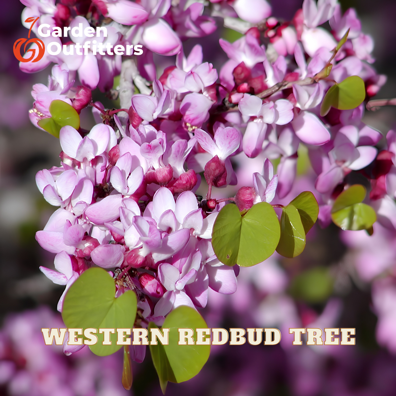 Close-up of a blooming Western Redbud tree with light pink to white flowers and green leaves, with Garden Outfitters branding and 'WESTERN REDBUD TREE' text overlaid.