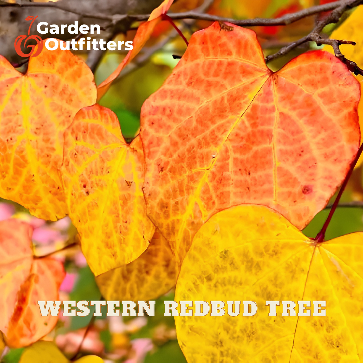 Close-up of heart-shaped autumn leaves in orange, yellow, and red tones on a tree branch, with the text 'Garden Outfitters' and 'WESTERN REDBUD TREE' overlaid.